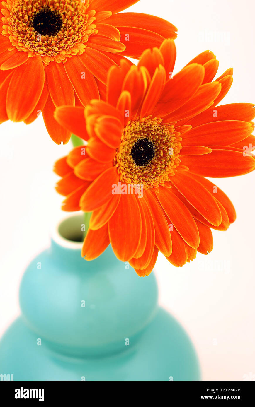 Bouquet de gerberas rojas, naranjas margaritas en un jarrón de color  turquesa Fotografía de stock - Alamy