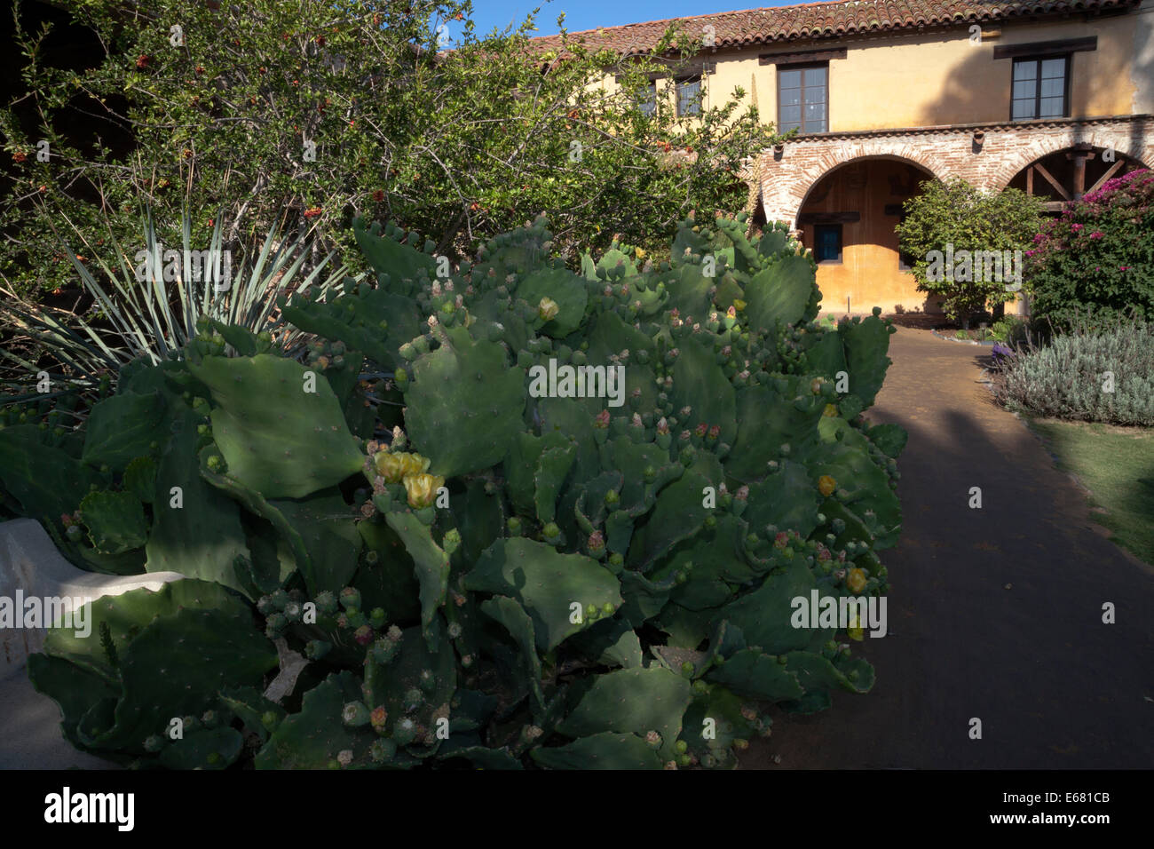 Las plantas de cactus en el patio central de la Misión de San Juan Capistrano, San Juan Capistrano, California, EE.UU. Foto de stock