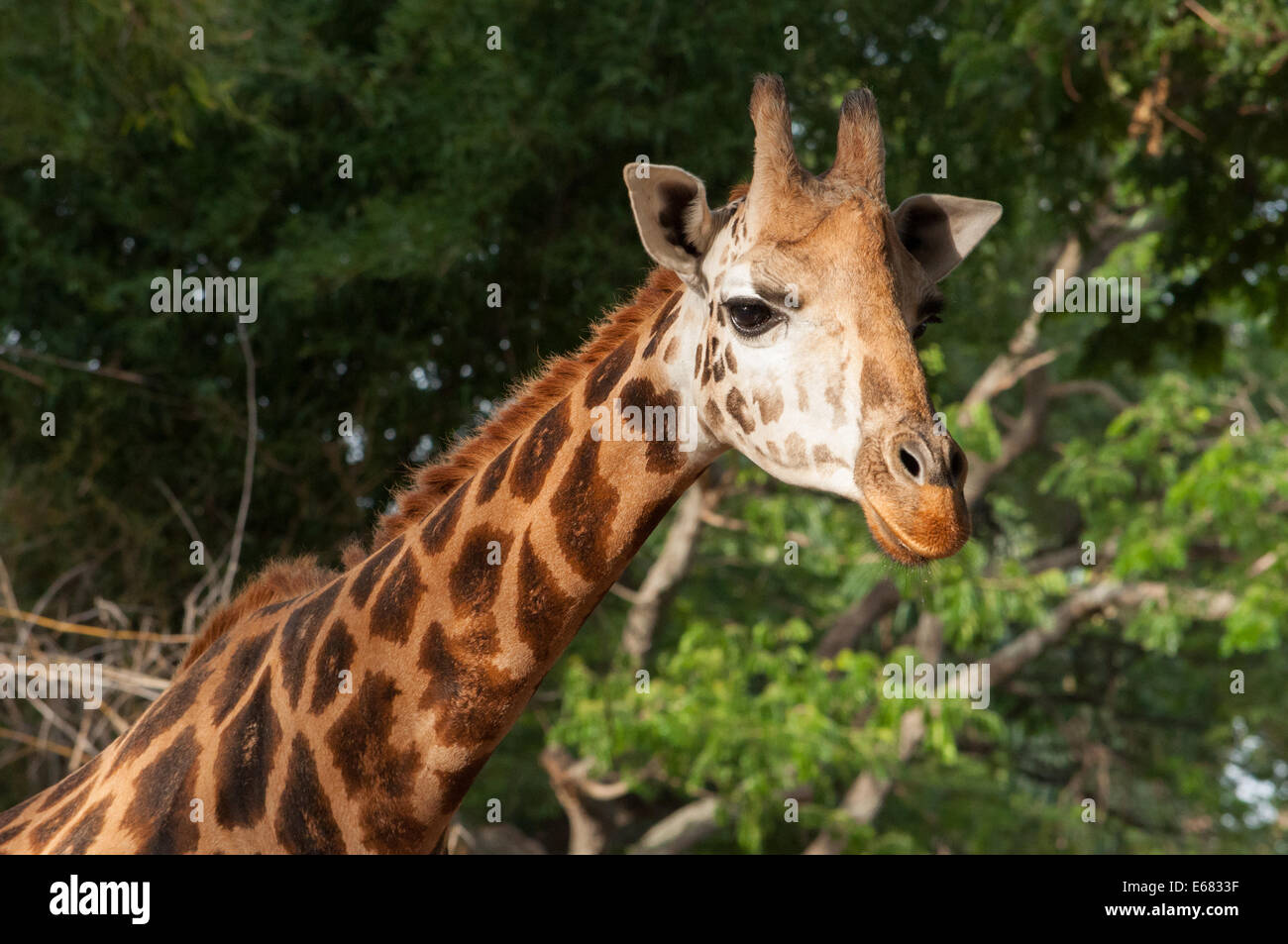 Jirafa (Giraffa camelopardalis) Foto de stock