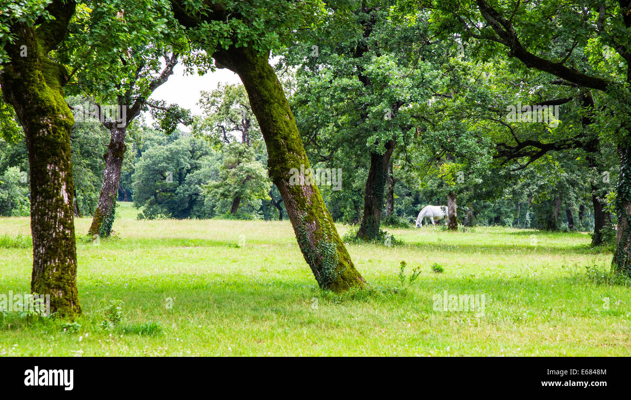 Una de caballos Lipizzaner en la pradera de Eslovenia Foto de stock