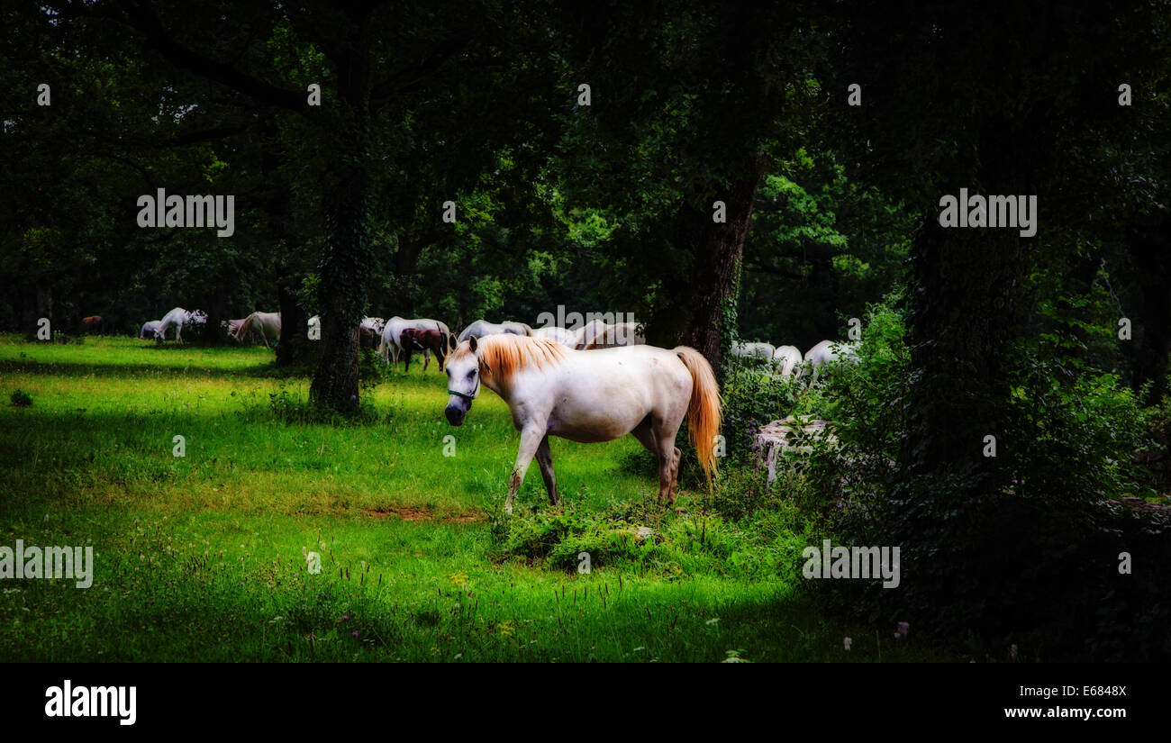 Caballos Lipizzaner en la pradera Foto de stock