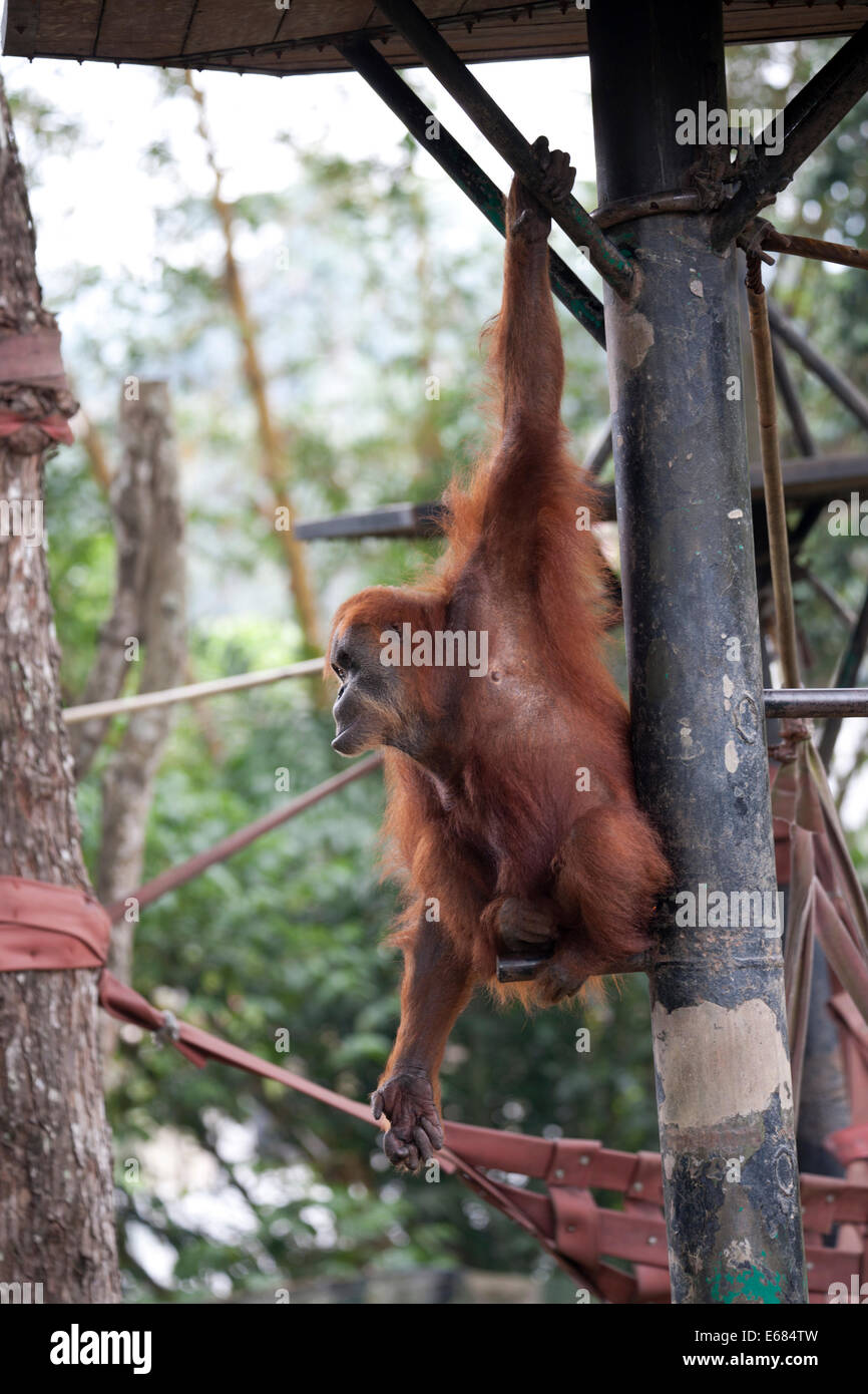 Orangután Foto de stock