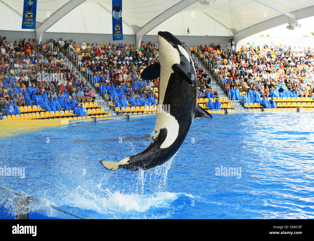 Loro Parque, Tenerife, Islas Canarias, los turistas observan Killer Whale el rendimiento de visualización, Tenerife, España Foto de stock