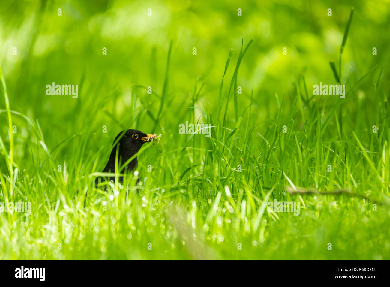 Mirlo Turdus merula, sólo la cabeza es visible como busca insectos entre el taller de hierba, Wollaton Hall y ciervos Pa Foto de stock