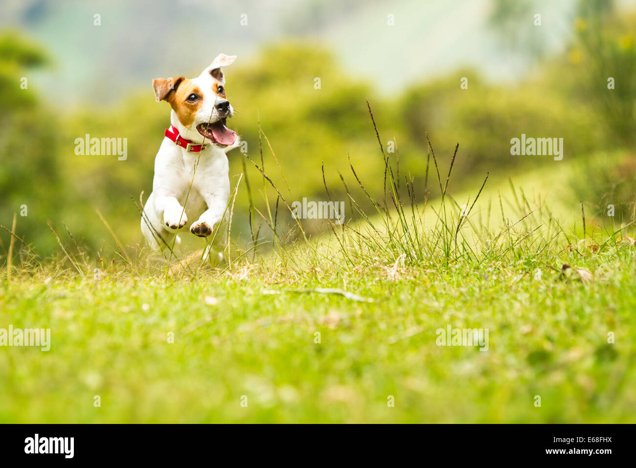 Jack Russel Parson perro correr hacia la cámara baja el ángulo de disparo  de alta velocidad Fotografía de stock - Alamy
