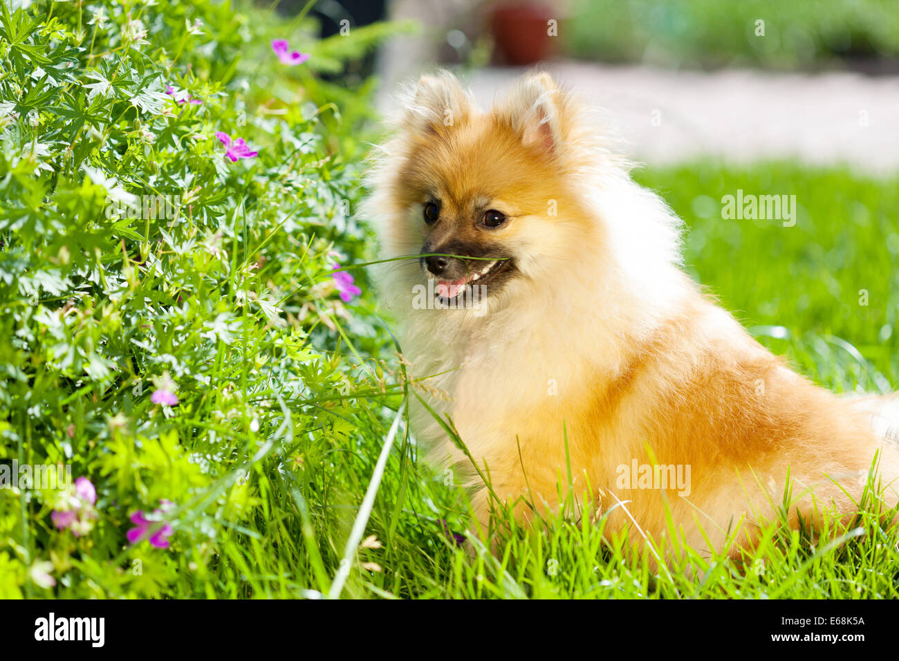 Poco adorable cachorro pomerania en el pasto verde con hermosas flores Foto de stock