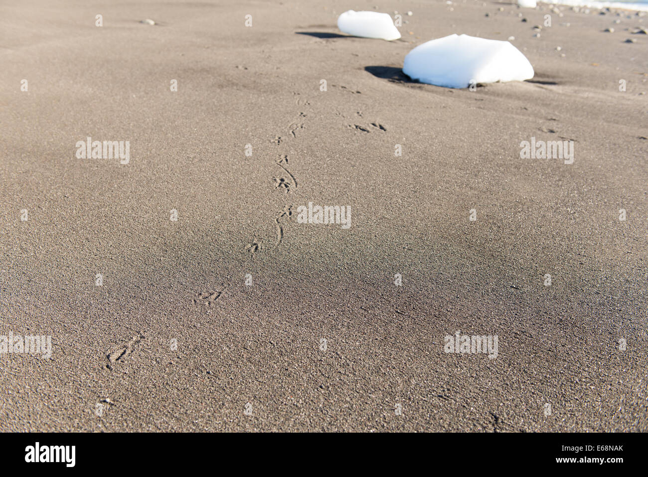 Una playa virgen y bloques de hielo con huellas de una gaviota Foto de stock