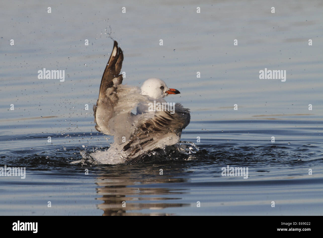 Gaviota de plata lavado plumas en una piscina Foto de stock