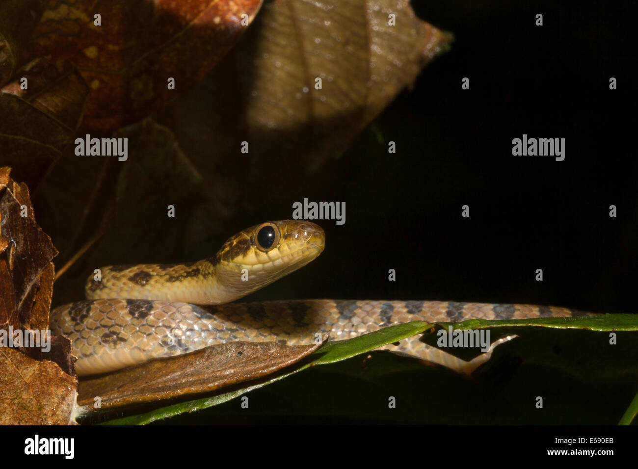 Norte de cat-eyed snake (Leptodeira septentrionalis). Fotografiado en Costa Rica. Foto de stock
