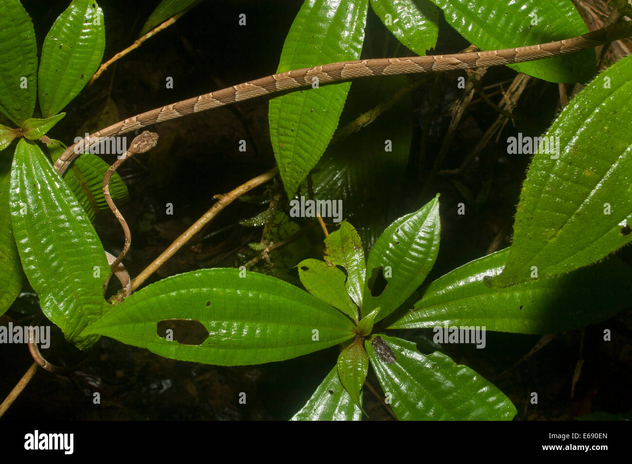 Vista superior de un extremadamente delgadas puntas romas tree snake (Imantodes cenchoa). Fotografiado en Costa Rica. Foto de stock