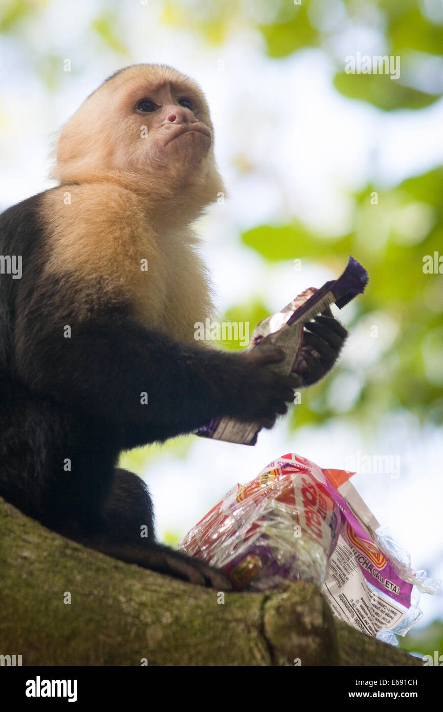 Que comen los monos blancos: Últimas noticias, fotos, videos, artículos de  opinión de Que comen los monos blancos