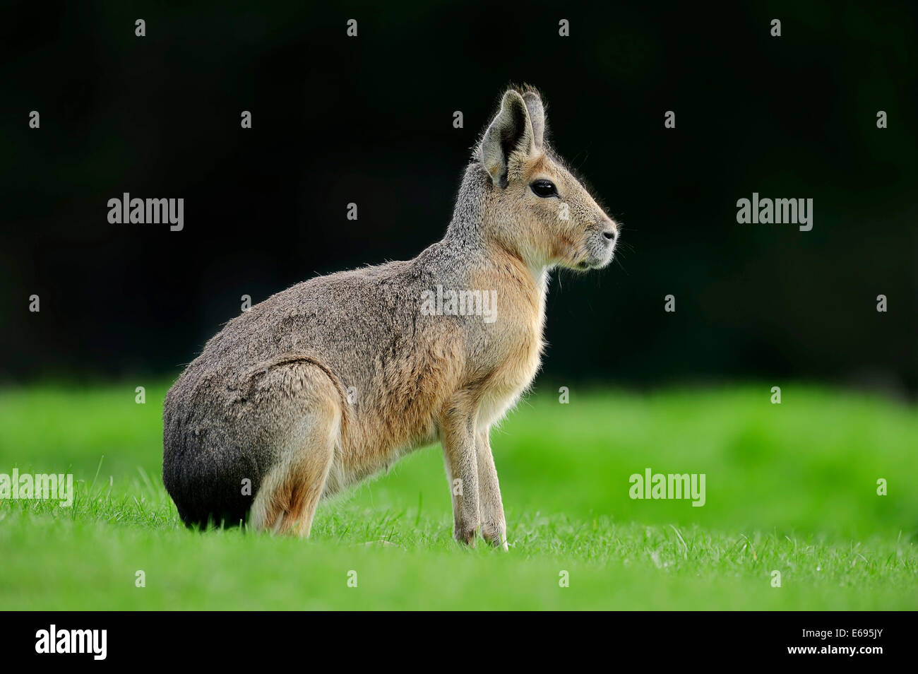 Patagonia Patagonia Cavy o mara (Dolichotis patagonum), nativa de Argentina, cautiva, Alemania Foto de stock