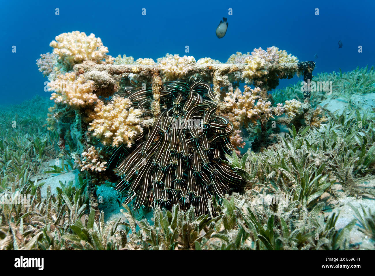Cardumen de anguila bagre rayado (Plotosus lineatus), Makadi Bay, Mar Rojo, Hurghada, Egipto Foto de stock