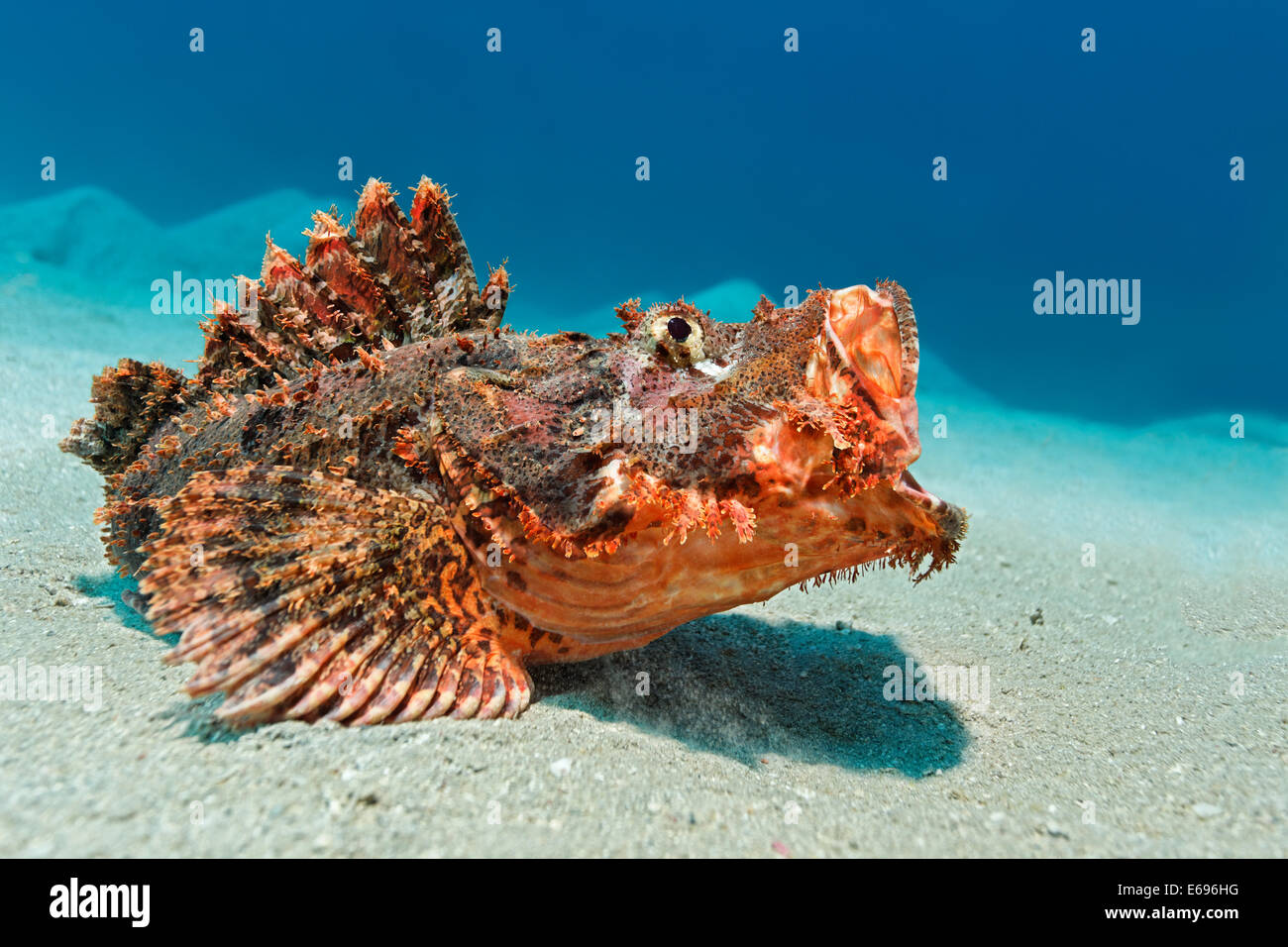 Scorpionfish barbudo (Scorpaenopsis barbata), Makadi Bay, Mar Rojo, Hurghada, Egipto Foto de stock