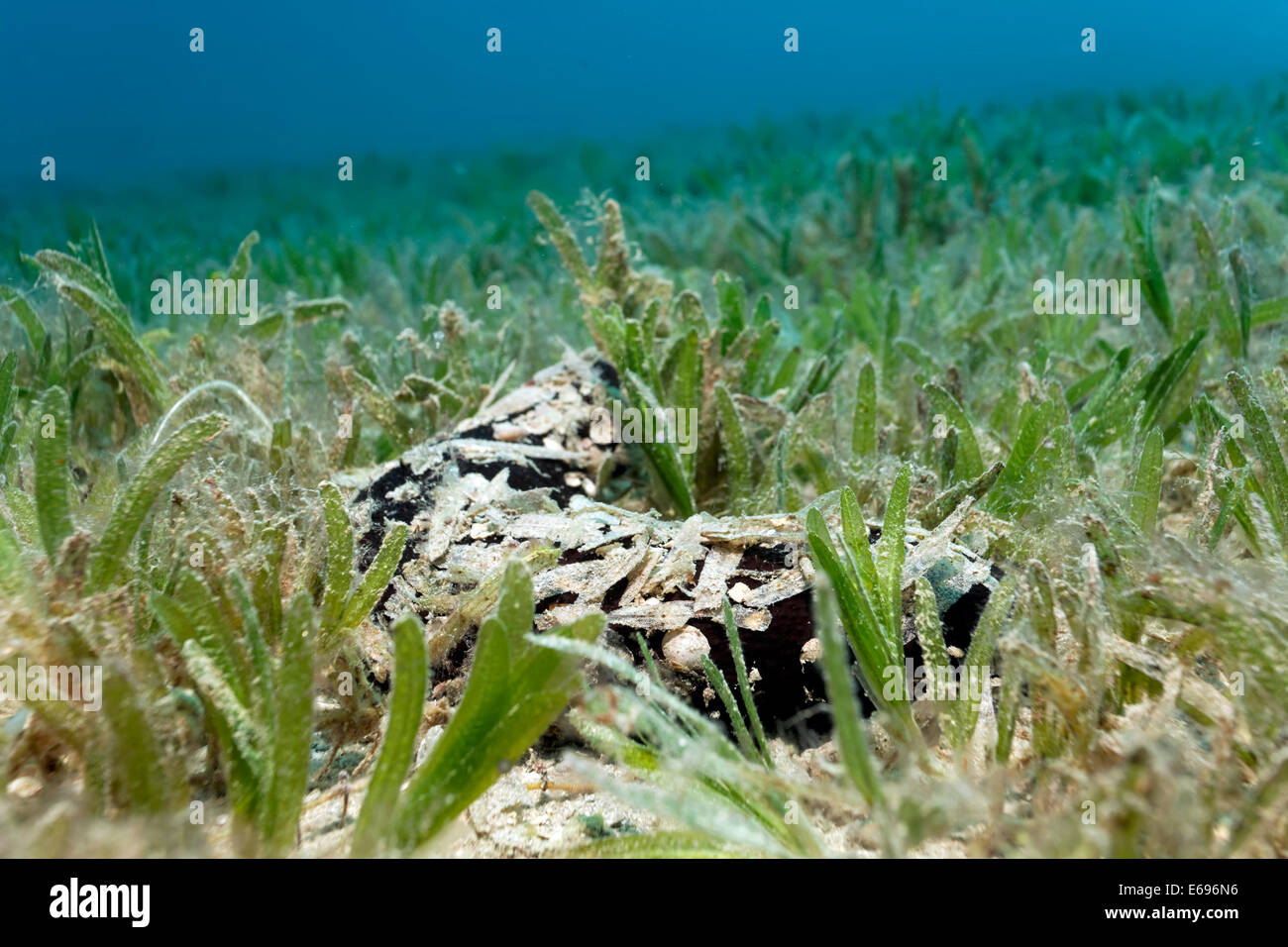 Pepinos de mar (Actinopyga miliaris) camuflado con hojas de la pradera de pastos marinos, Makadi Bay, Mar Rojo, Hurghada, Egipto Foto de stock