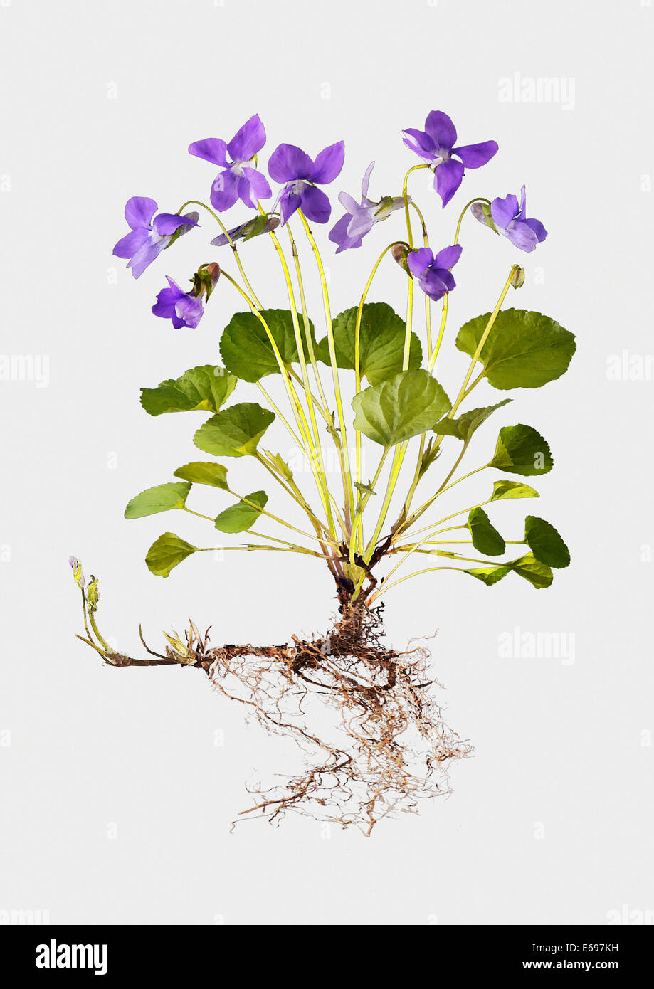 Viola odorata illustration fotografías e imágenes de alta resolución - Alamy