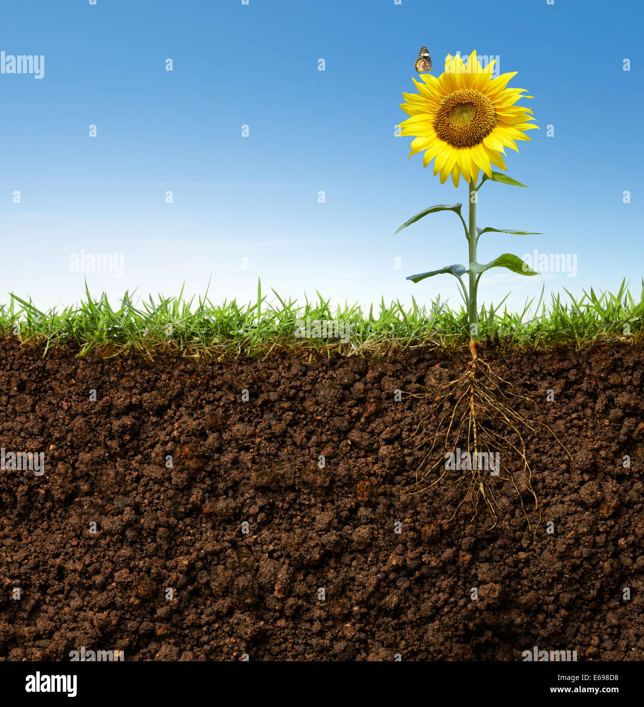 Raíz de girasol fotografías e imágenes de alta resolución - Alamy