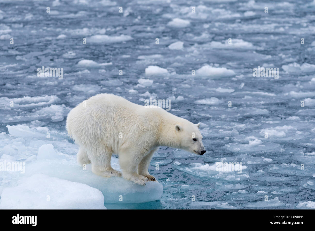 El oso polar (Ursus maritimus) de pie en el borde de un témpano, Spitsbergen, Islas Svalbard y Jan Mayen, Svalbard, Noruega Foto de stock