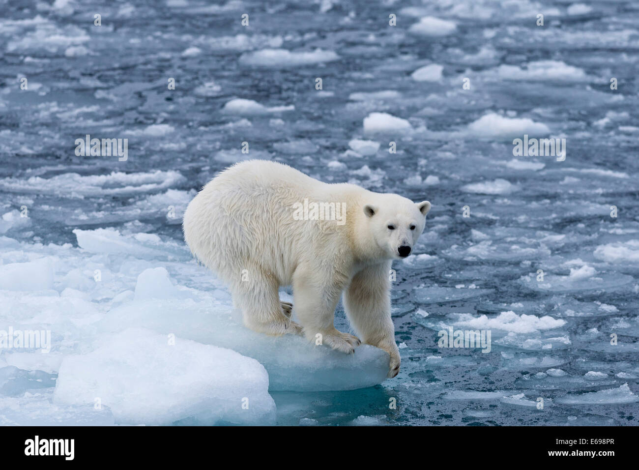 El oso polar (Ursus maritimus) de pie en el borde de un témpano, Spitsbergen, Islas Svalbard y Jan Mayen, Svalbard, Noruega Foto de stock