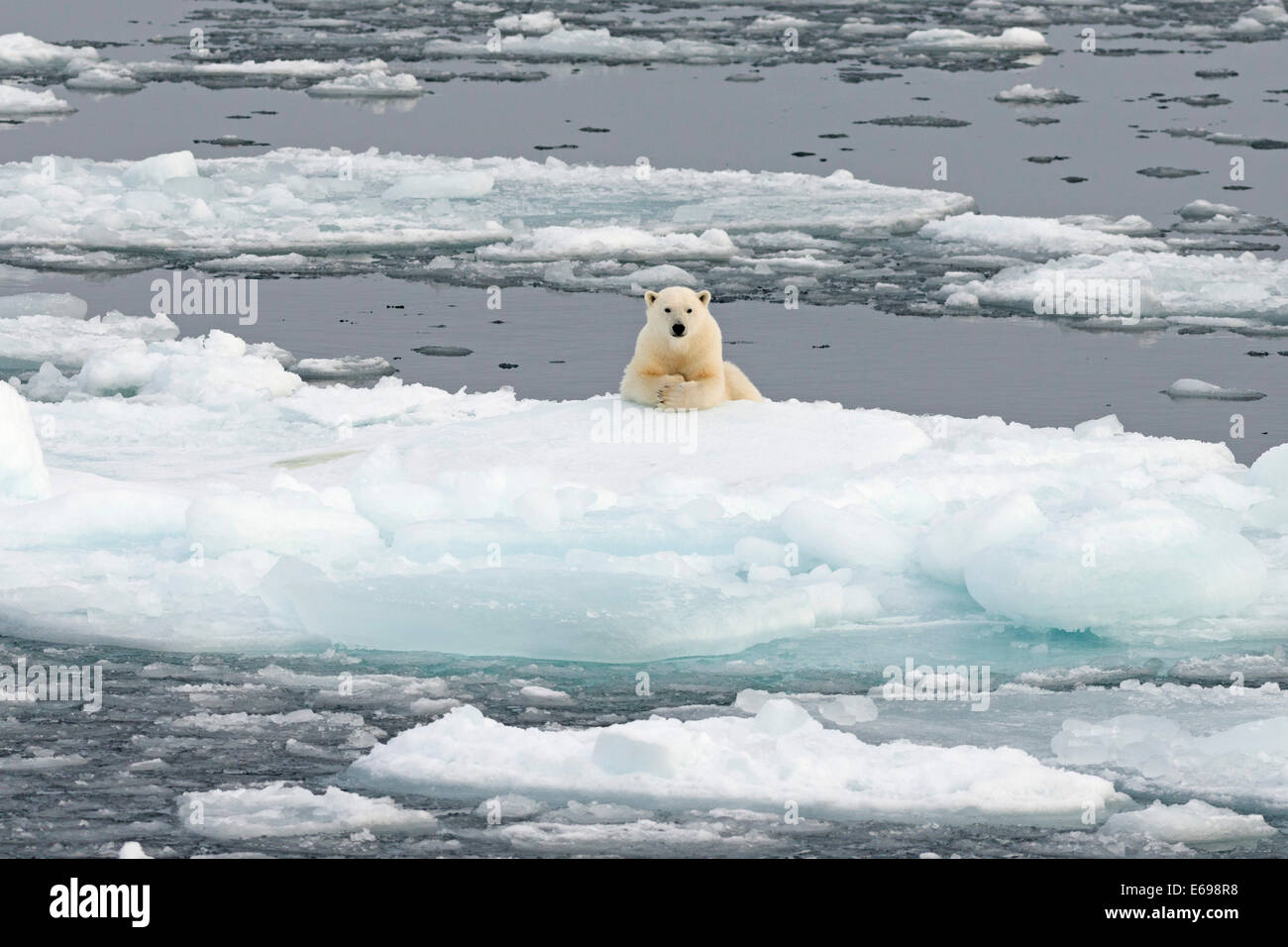 El oso polar (Ursus maritimus) sobre bloques de hielo, Spitsbergen, archipiélago de Svalbard y Jan Mayen, Svalbard, Noruega Foto de stock