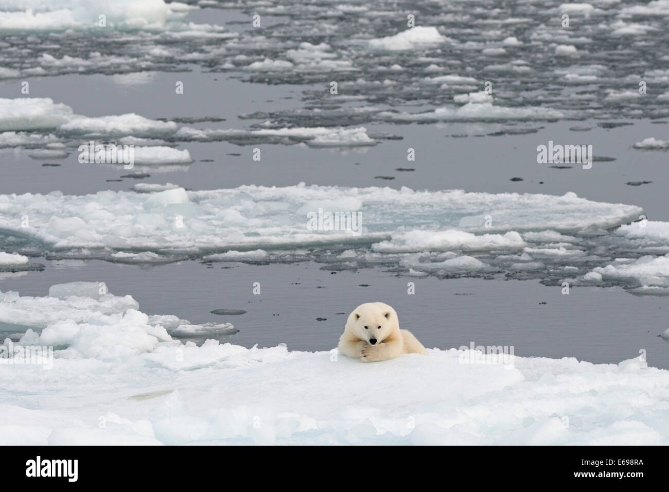 El oso polar (Ursus maritimus) tumbado sobre el mar de hielo, Spitsbergen, archipiélago de Svalbard y Jan Mayen, Svalbard, Noruega Foto de stock