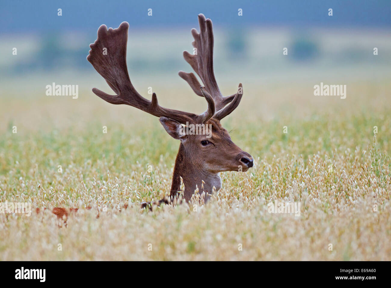 El gamo (Dama dama) buck con cuernos cubiertos de terciopelo en el maizal en verano Foto de stock