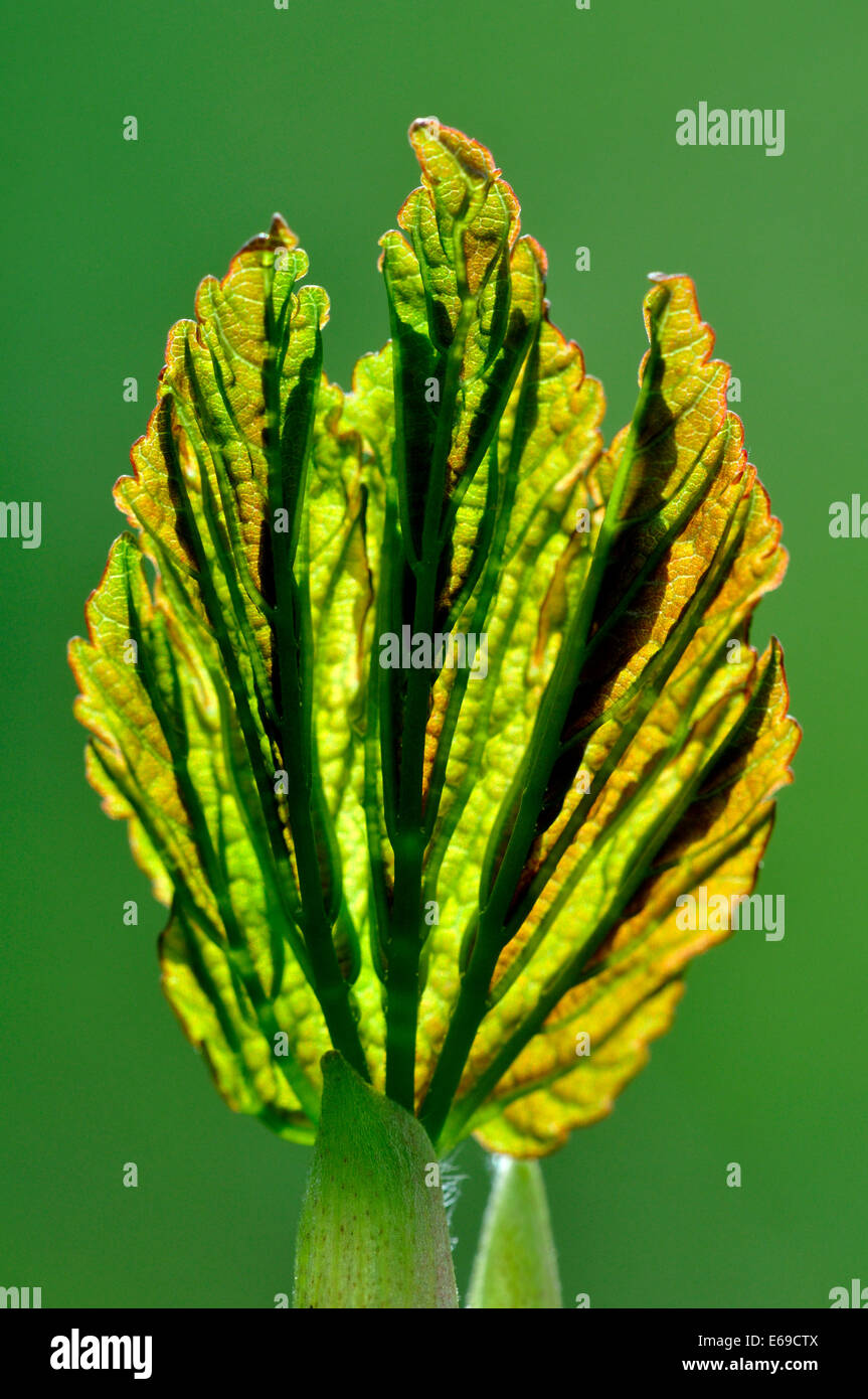 Apertura de hojas de sicomoro en primavera Foto de stock