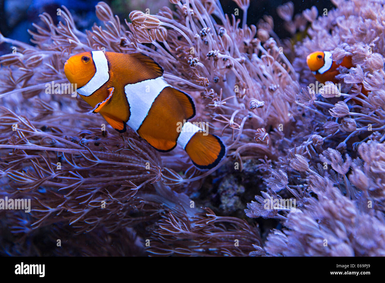 El pez payaso Amphiprion ocellaris en pulso coral en acuario marino, REINO UNIDO Foto de stock