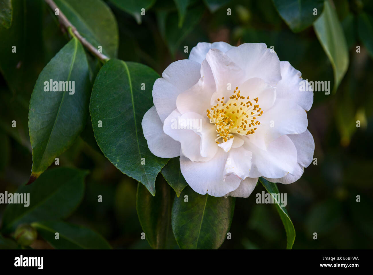 Hermosa Camellia japonica, Reina de Bessie flor. Foto de stock