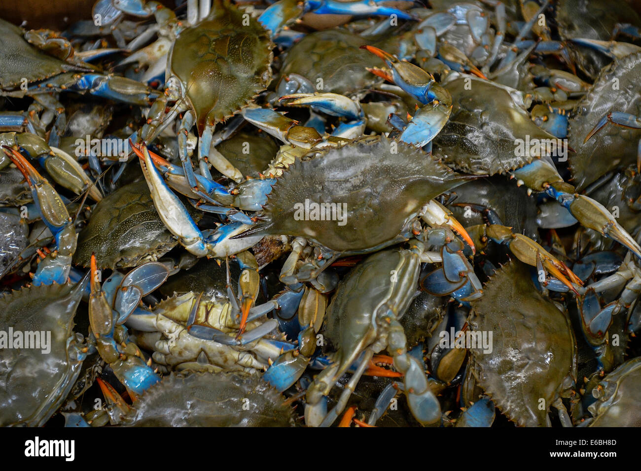 Captura de cangrejo azul atlántico en vivo. Foto de stock