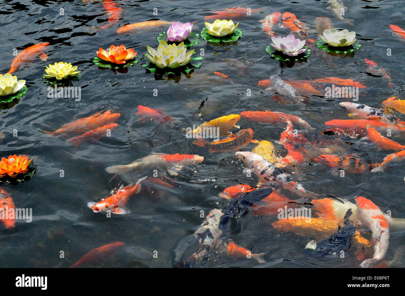 Peces Koi Japoneses nadar en el Estanque de las carpas Fotografía de stock  - Alamy