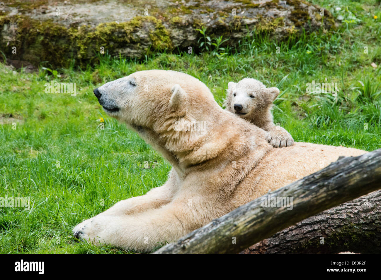 Los osos polares (Ursus maritimus), hembra con jóvenes, zoológico Hellabrunn, en Munich, Baviera, Alemania Foto de stock