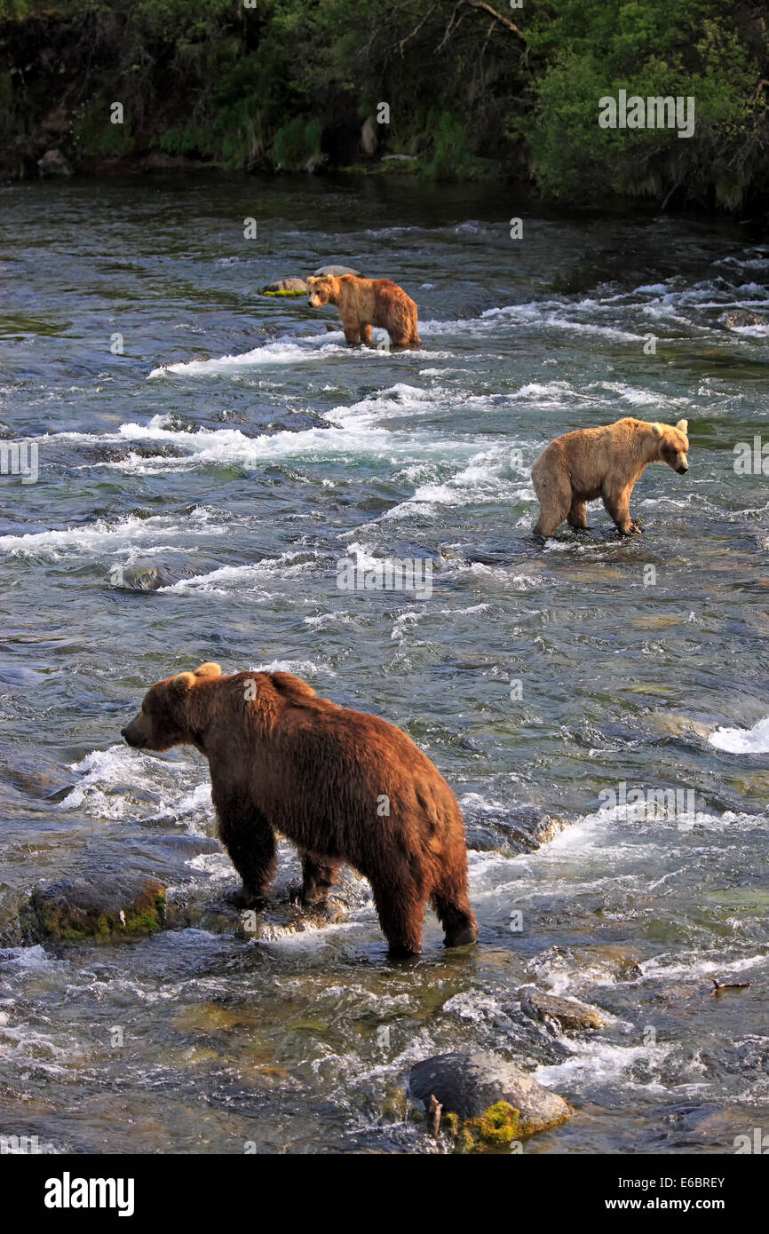 Comida para osos fotografías e imágenes de alta resolución - Alamy
