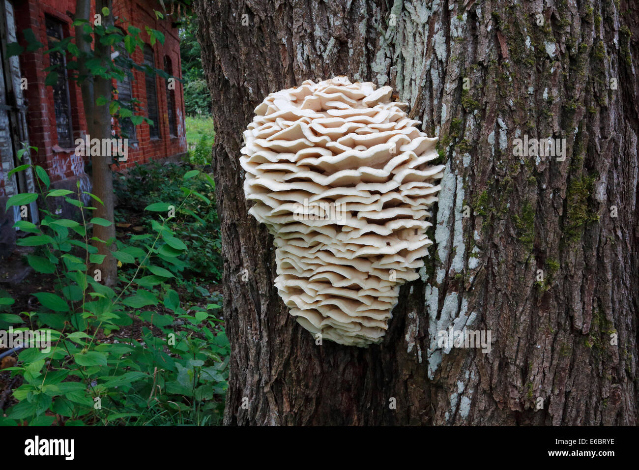 Hongo en tronco de árbol fotografías e imágenes de alta resolución - Alamy