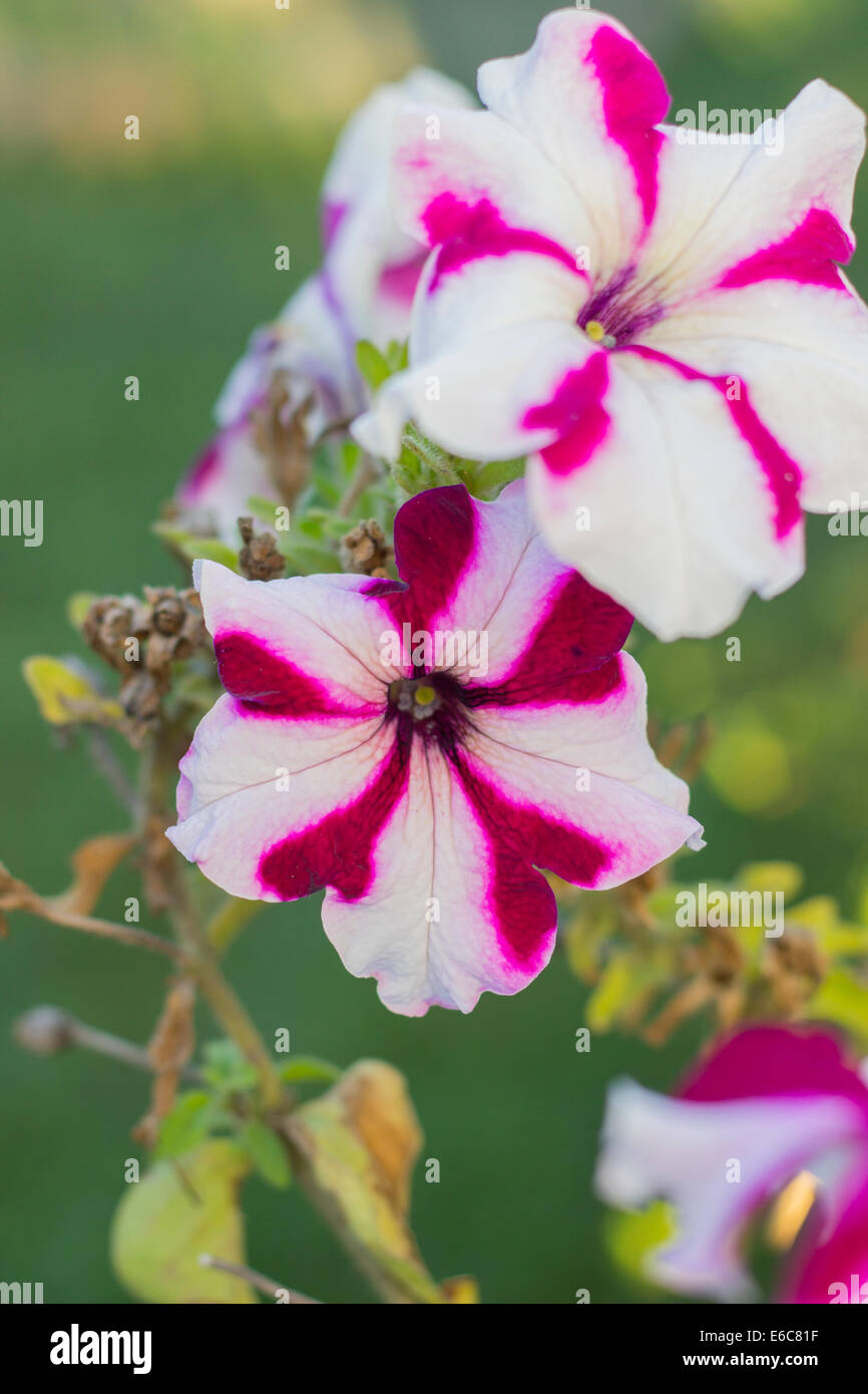 Hermosa rosa y blanco petunia está floreciendo en el jardín de flores, closeup Foto de stock