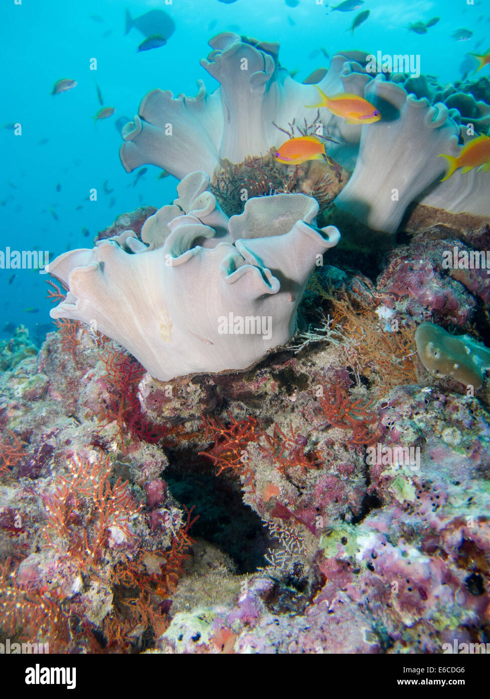 Los jardines de coral blando en Haa Alifu atoll en Maldivas Foto de stock