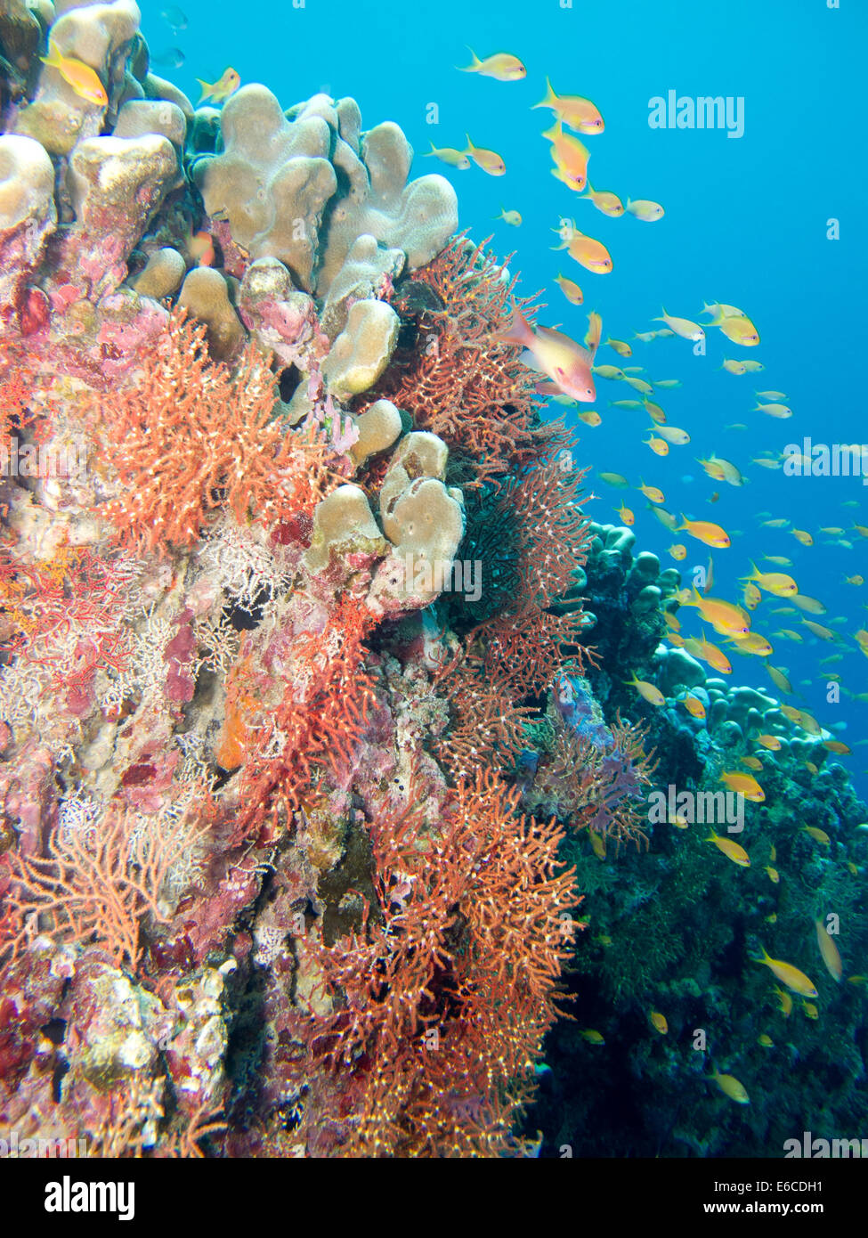 Colorido jardín de coral en el arrecife Alidhoo, Haa Alifu atoll en Maldivas Foto de stock