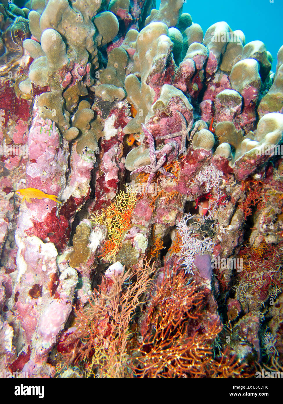 Combinación de corales duros y blandos en Haa Alif ATOLL, Maldivas Foto de stock