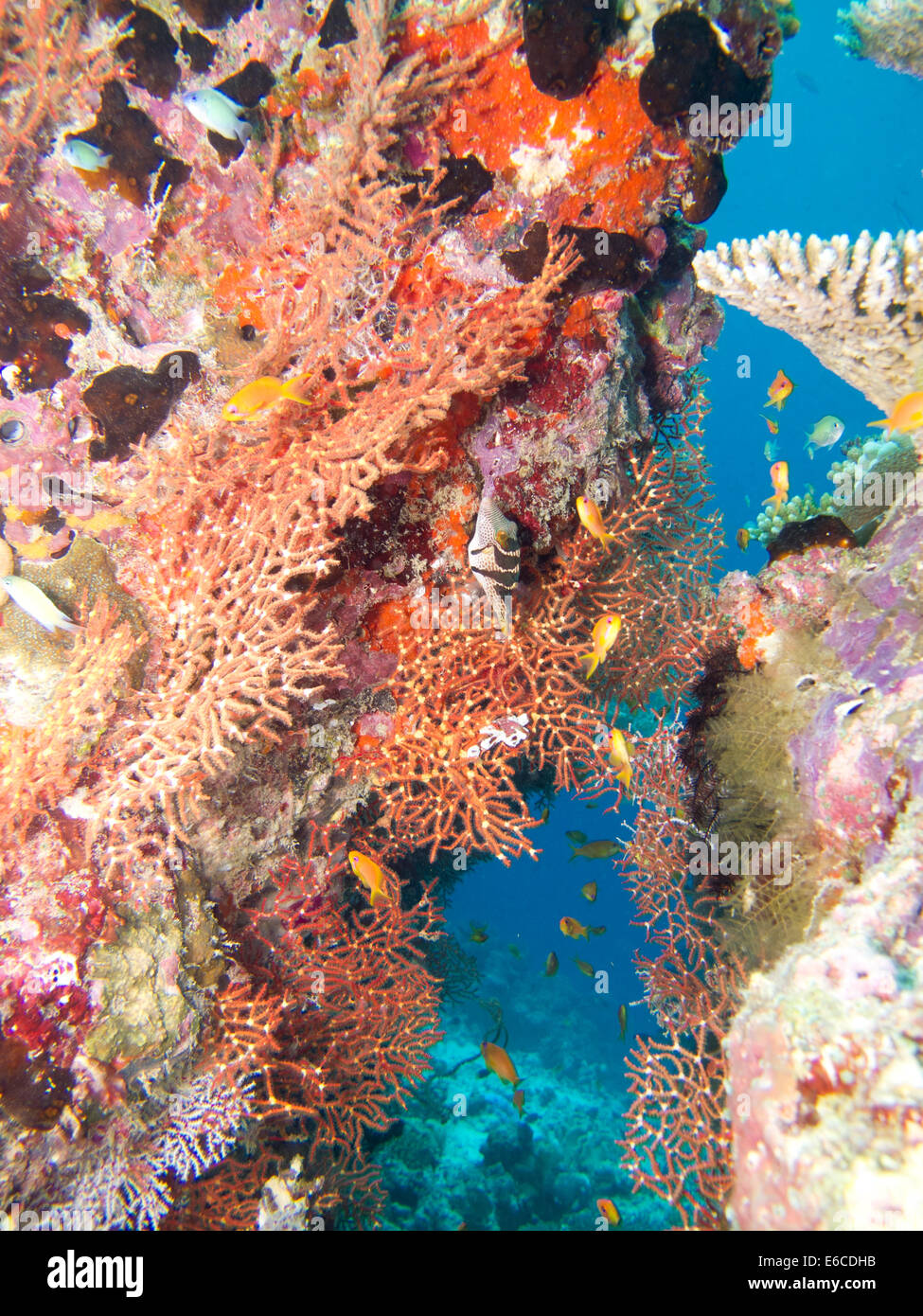 Coloridas esponjas y corales blandos en un arrecife superficial en Maldivas Foto de stock