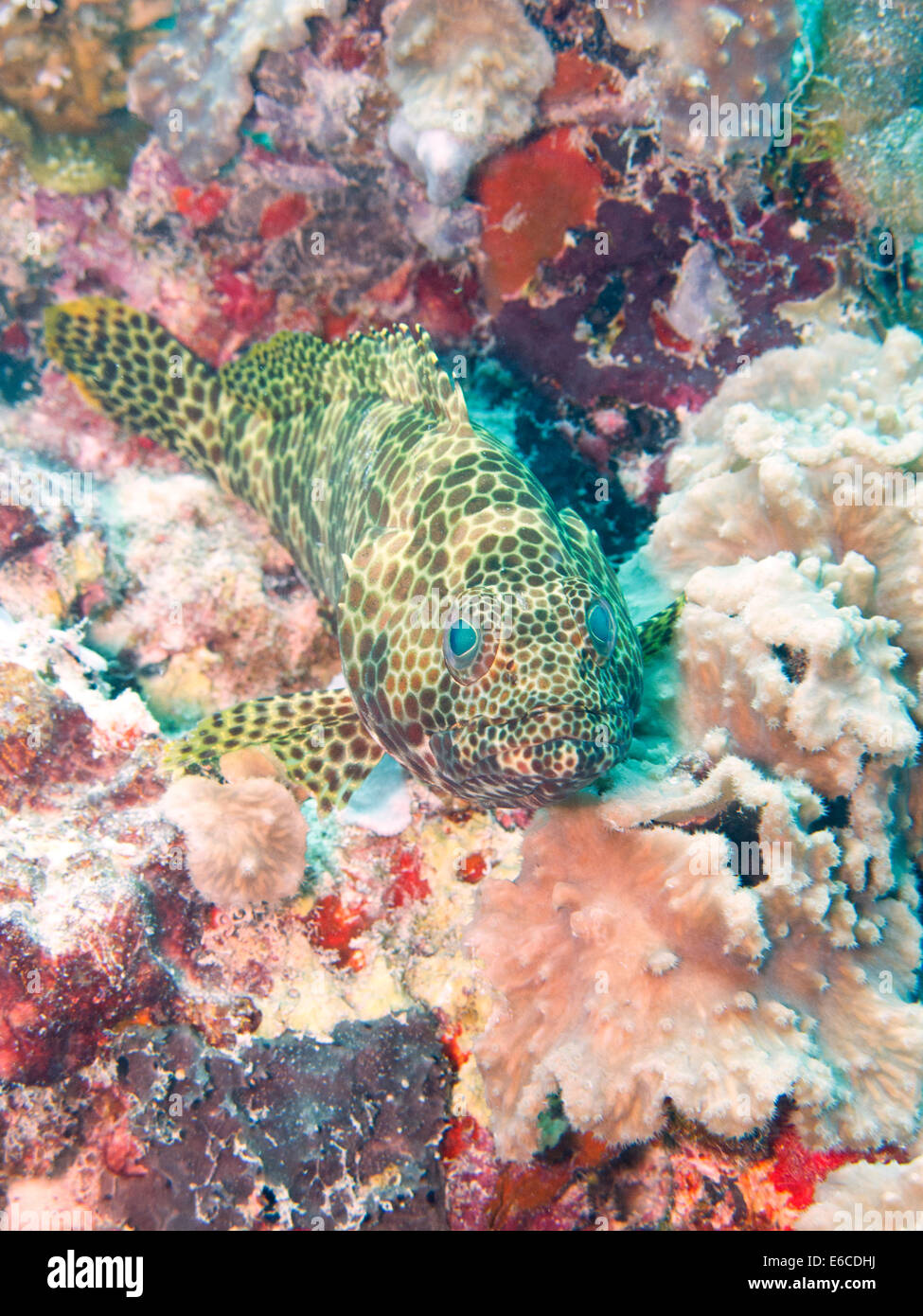 Manchada de enano en un agrupador de arrecifes de coral de Maldivas Foto de stock
