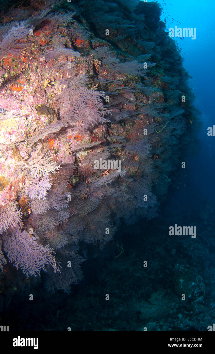 Pronunciada caída en arrecifes de coral Kudahoholhaa sitio de buceo en el Atolón Addu, Maldivas Foto de stock
