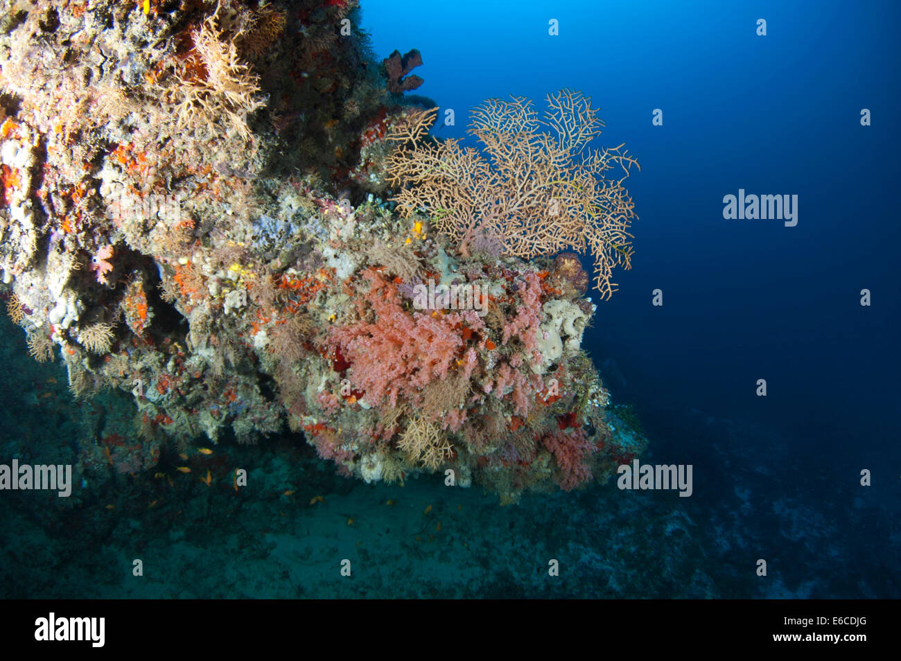 Grupo de coloridos corales blandos y duros en Faafu ATOLL, Maldivas Foto de stock