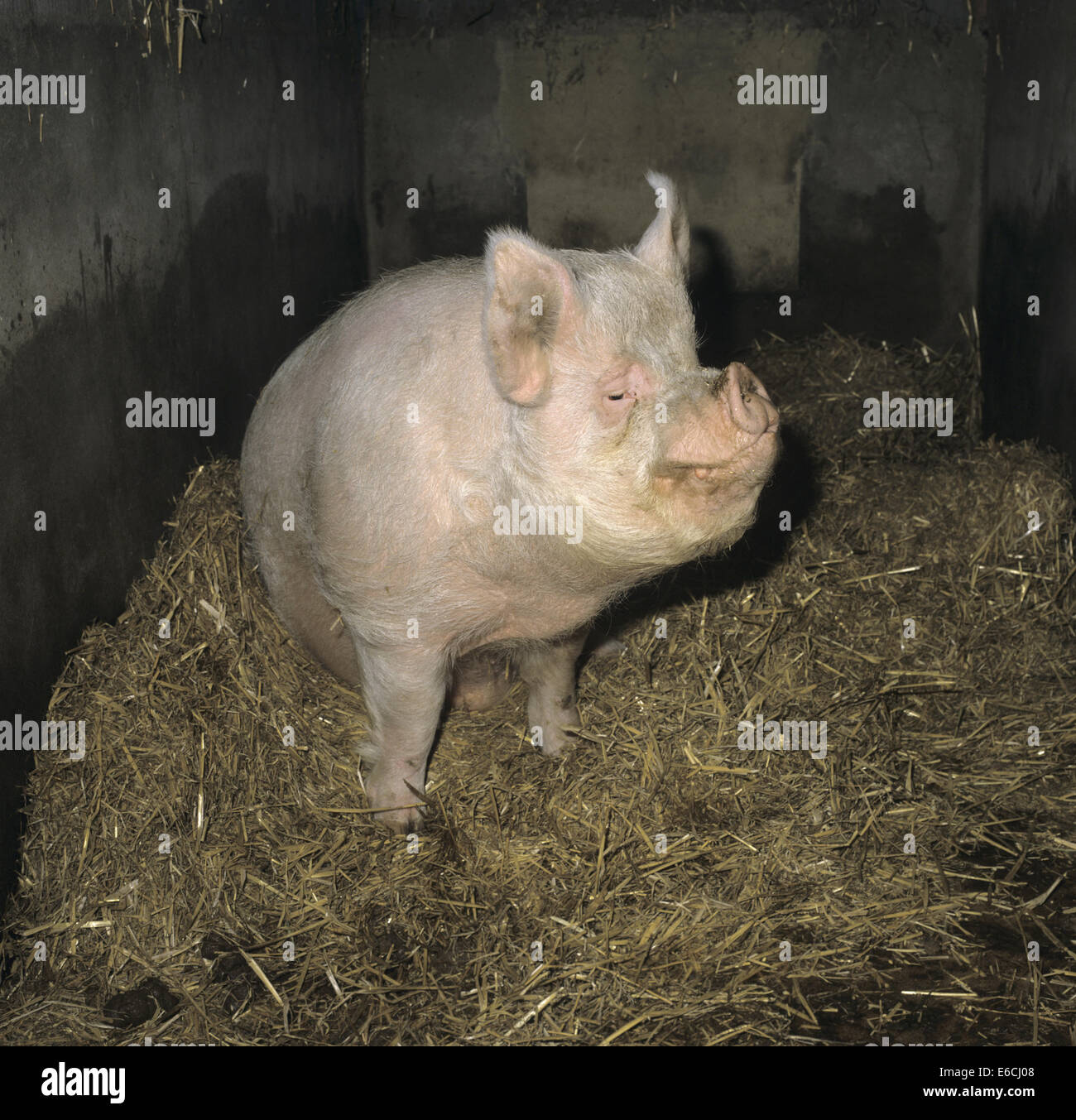 El cerdo (Sus scrofa Foto de stock