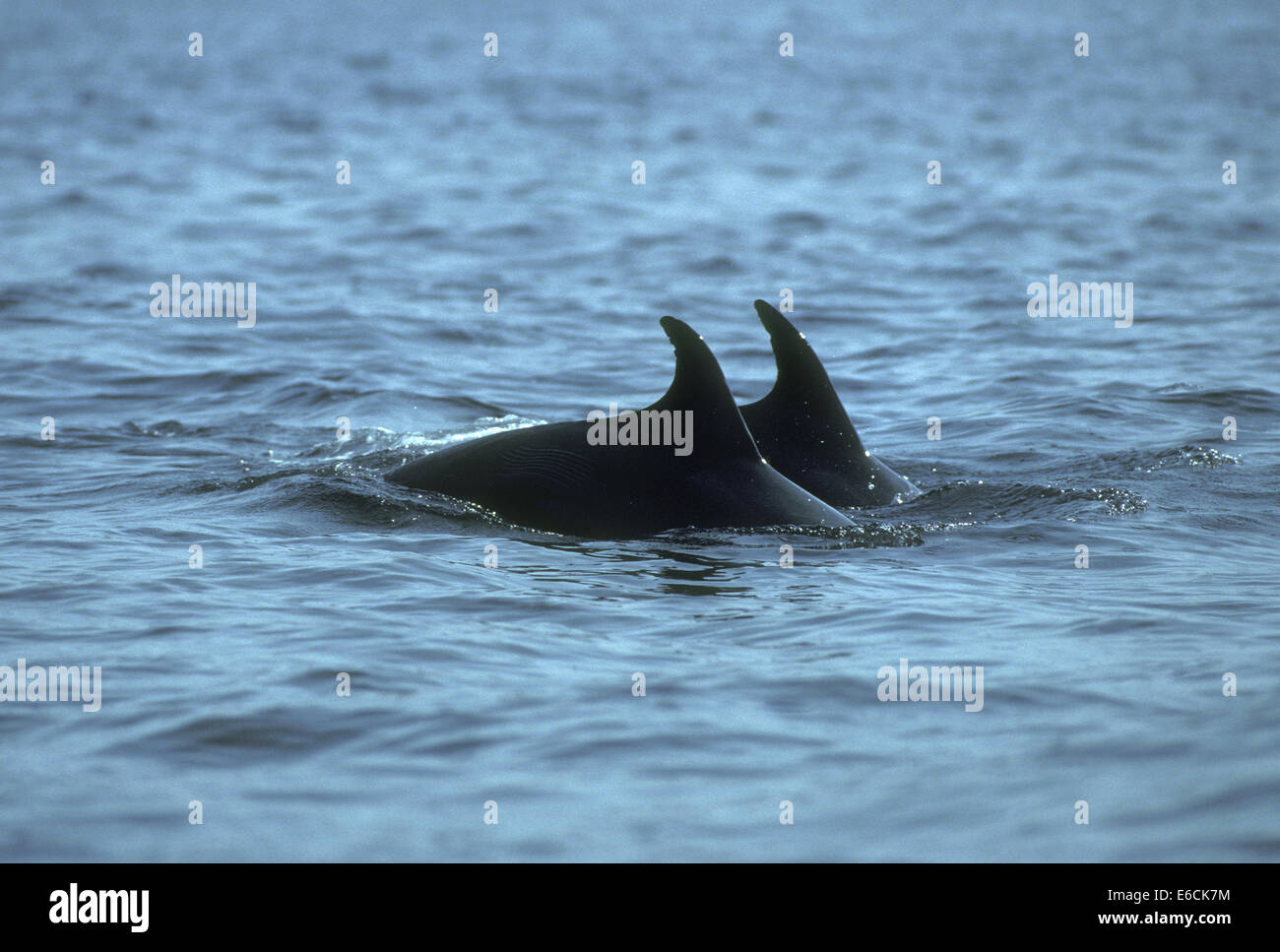 Los delfines nariz de botella (Tursiops truncatus Foto de stock