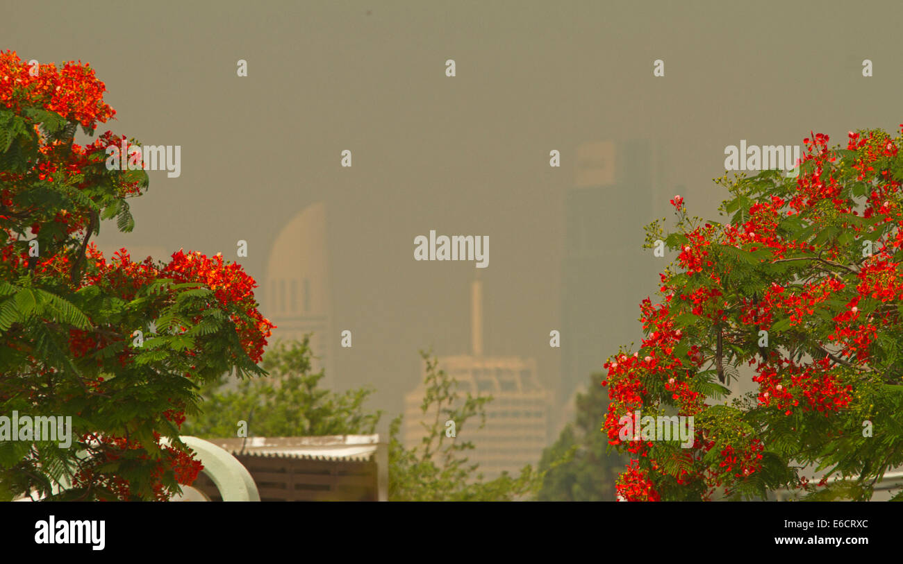 Los edificios del centro de la ciudad, casi oculto por el polvo y la contaminación del aire en Ciudad del desierto de Dubai, EAU, con flores de color rojo vivo de poinciana árboles en primer plano Foto de stock