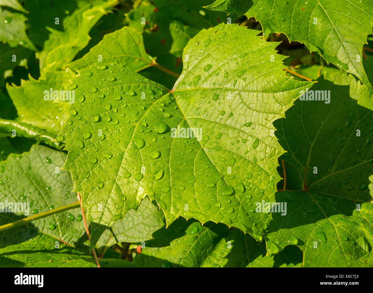 WARREN, Vermont, EE.UU. - el rocío matinal, gotas de agua sobre hojas de uva. Foto de stock