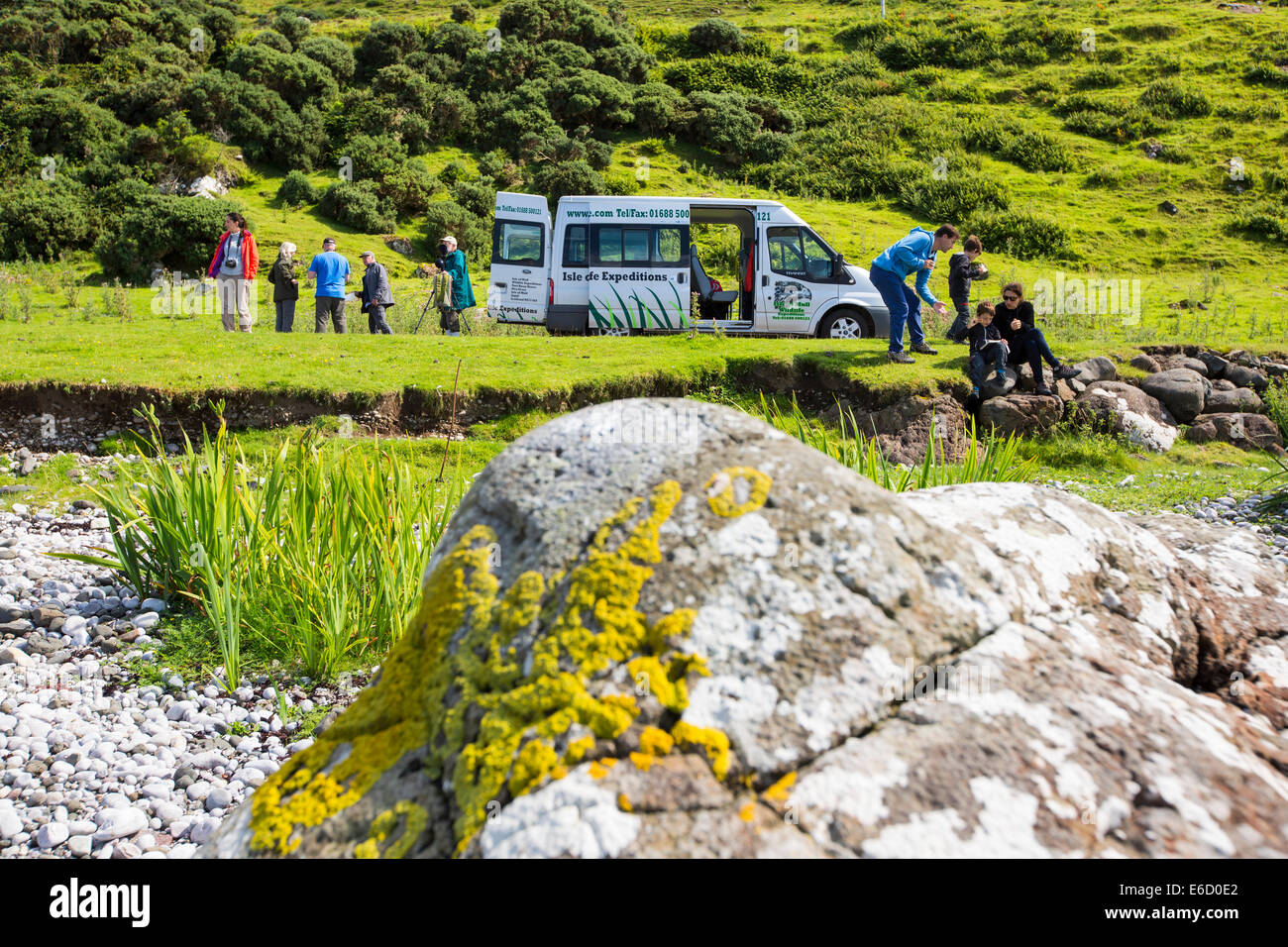 Una isla de Mull Wildlife tour van mostrando las islas fauna para turistas, Isle Of Mull, Escocia, Reino Unido. Foto de stock
