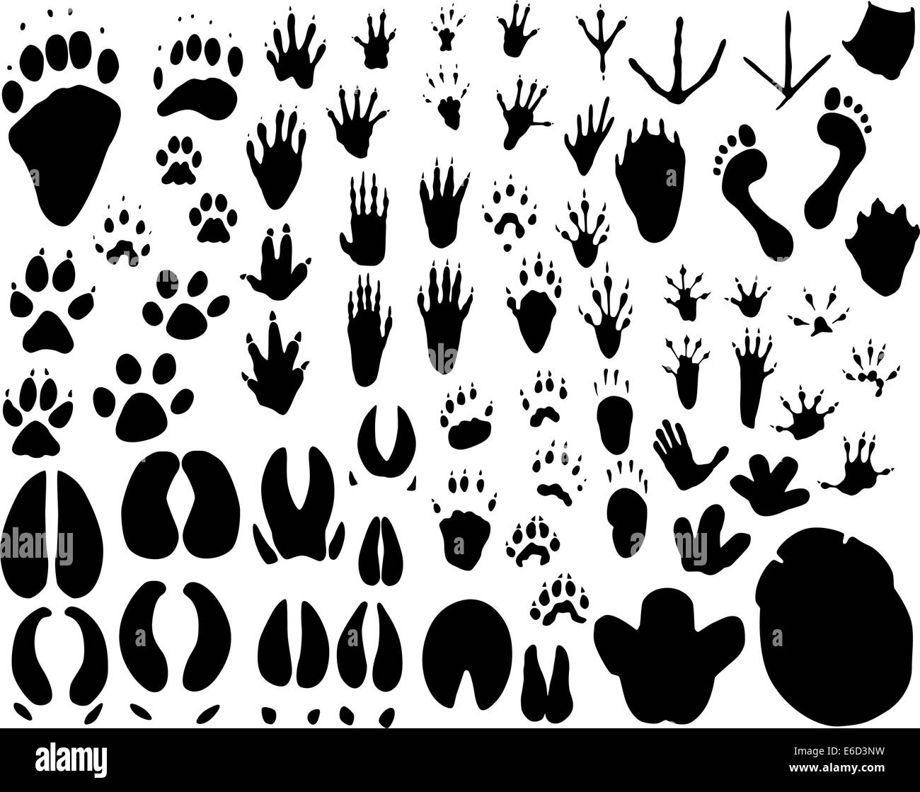 Colección de contornos vectoriales de huellas de animales Ilustración del Vector