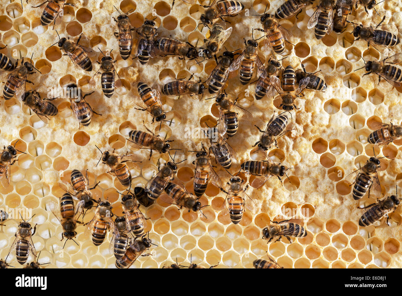 Colmena de abejas fotografías e imágenes de alta resolución - Alamy