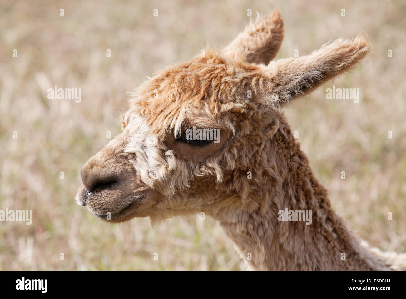 Vista lateral de la cabeza marrón alpaca Isle of Wight UK Foto de stock